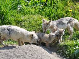 Bijzondere welpen geboren: twee jonge steppevossen in Dierenrijk in Mierlo