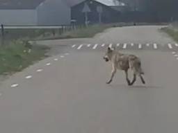  De wolf werd gezien op de Koeveringsedijk tussen Lepelstraat en Steenbergen. (Foto: Pieter Korst)