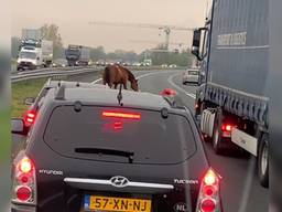 Er staat een paard op de weg: losgebroken paarden lopen op A50