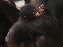 Baby- chimpansee geboren in Beekse Bergen, vader nog onbekend