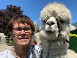 Alpaca's populairder dan ooit: 'mensen willen gewoon knuffelen'.