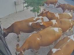 Koeien ontsnappen en brengen bezoekje aan bedrijf: 'Overal lag poep'