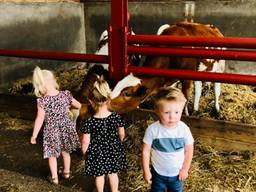 Kinderen spelen tussen de koeien op het agrarisch kinderdagverblijf