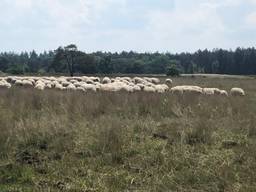 Schapen bestrijden in natuurgebied Valkenswaard het oprukkende 'pijpenstrootje'