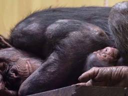 Tweede geboorte in maand tijd van bedreigde chimpanseesoort Beekse Bergen