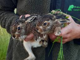 Ruim honderd vrijwilligers gingen op zoek naar dieren in het gras. 