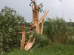 Eikenboom in tweeën gesplitst door blikseminslag