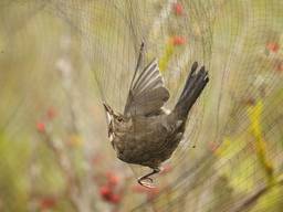 Een vogeltje in een net (foto: ANP).