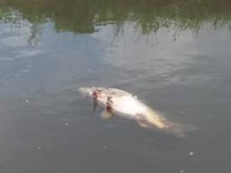 Een dode karper drijft in het water. (Foto: Jan Klerks)