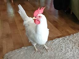 Kippie bij Ralph thuis in de huiskamer (foto: Ralph Kwappenberg)