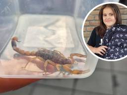 Schorpioen 'Snippie' veilig in een bakje en Arianna met haar nieuwe schooltas (foto's: Jacqueline van Rooij).