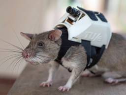 Een van de ratten met het rugzakje (foto: APOPO).