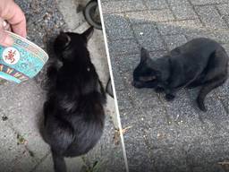 De kat krijgt al een half jaar lang eten van buurtbewoners. (Foto: Yvonne van Bommel / DMG Deurne).