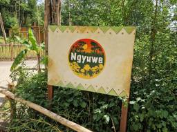 ZooParc Overloon opent nieuw themagebied Ngyuwe met nieuwe dieren (foto: Tom Berkers).