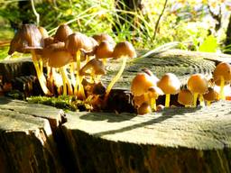 Herfst in de lente: paddenstoelen in de zon in Waalwijk (foto: Martha Kivits).