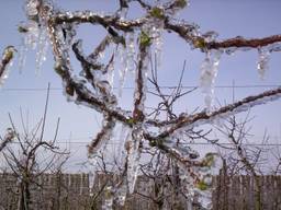 Zo zouden de bomen van fruitteler Roks in Fijnaart eruit kunnen gaan zien (foto: Roks Streekwinkel). 