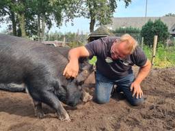 Dit zijn de sterrenvarkens van Hennie: ‘Ze hebben hun staart en ballen nog’