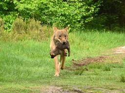 Een wolf met een welpje in haar bek (foto: Natasja Koet).