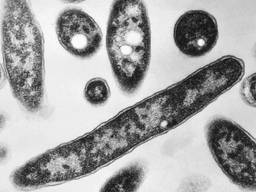 De legionellabacterie (foto: ANP).