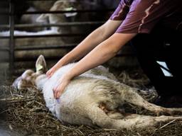 Een schaap met blauwtong dat verzorgd wordt bij een schaapsherder in Heeze (foto: ANP).