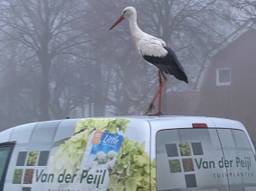 De tamme ooievaar duikt op de gekste plekken op in de omgeving van Zundert (foto: Jean-Pierre van der Peijl).