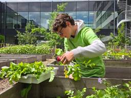 Lucas plukt radijsjes uit de schooltuin (foto: Noël van Hooft).