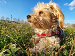 Hond boef geniet van het zonnetje in Best (foto: Collin Beijk).