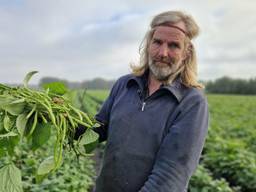 100.000 kilo sperziebonen te koop, boer Kees zit met de handen in het haar