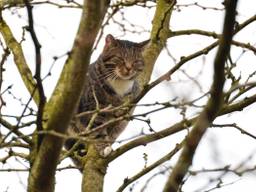 Brandweer rukt uit voor kat in boom