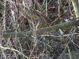 Een ijsvogel in een woonwijk, is dat gebruikelijk? (foto: Joren Verver).