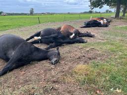 7 paarden dood door blikseminslag in Maarheeze, eigenaren in tranen