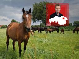 Geen geloei, maar gehinnik: in deze Brabantse stal melken ze paarden