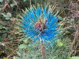 Een jonge grove den, blauw gekleurd (foto: Nel van den Berg).