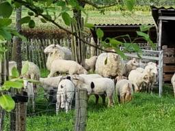 Voorbijgangers dreven de loslopende schapen in Schijndel terug (foto: X/wijkagent Schijndel).