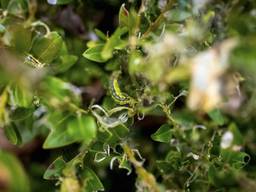 De rupsen vreten de hele haag kaal. (Foto: ANP)