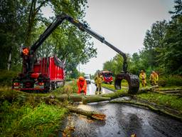 Grote boom valt om en blokkeert weg, regen mogelijk boosdoener