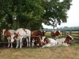 Woensdag trok minister Schouten haar voermaatregel in. Boeren bepalen zelf het eiwitgehalte van hun veevoer. (Foto: Ben Saanen)