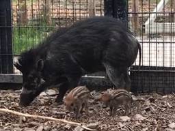 De visayawrattenzwijntjes bij hun moeder (foto: Dierenrijk).