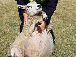 Zo zet je een schaap op zijn billen (foto: Dierenpolitie Zeeland-West-Brabant).