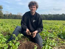 De boeren zeggen dat ze aardappels nog helemaal niet moeten oogsten