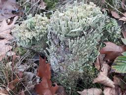 Prachtig bekermos, of cladonia (foto Pieter Hermsen).