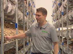 Jozef van den Elsen in zijn nieuwe champignonkwekerij (beeld: Omroep Brabant).