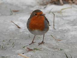 Het roodborstje redt zich wel (foto: Ben Saanen).