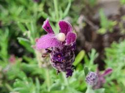 Het witte bolletje in de lavendel is een spinnencocon (foto: Sanne Vogels).