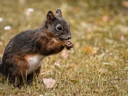 Een gewone of rode eekhoorn in een tuin op zoek naar voedsel (foto: Alexa via Pixabay).