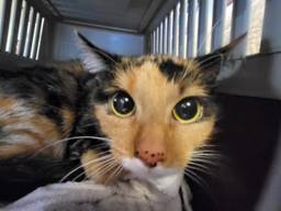 Een van de katten (foto: Landelijke Inspectiedienst Dierenwerlzijn).