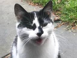 De kat heeft voortaan een kogel in zijn lijfje (foto: Stichting Straatkat).