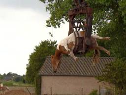 Er lag een dood paard in de wei bij Haarsteeg.