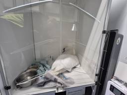 Foto: Facebook dierenambulance Den Bosch.