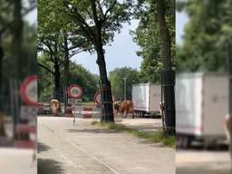 Een kudde koeien wist zaterdagmiddag uit te breken bij De Genneper Hoeve in Eindhoven.